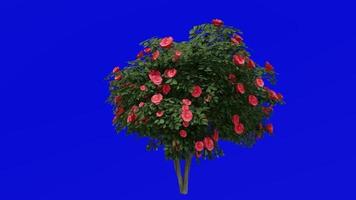 boom animatie - Japans camelia - gemeenschappelijk camelia - camelia japonica - groen scherm chroma sleutel - rood camelia - medium 1b video