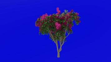 bloem boom animatie - bougainvillea rood - groen scherm chroma sleutel - medium 1d video