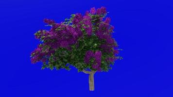 bloem boom animatie - bougainvillea Purper - groen scherm chroma sleutel - groot 1c video