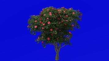 boom animatie - Japans camelia - gemeenschappelijk camelia - camelia japonica - groen scherm chroma sleutel - rood camelia - groot 1c video