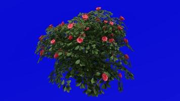 Tree Animation - japanese camellia - common camellia - camellia japonica - green screen chroma key - red camellia - small 1b video