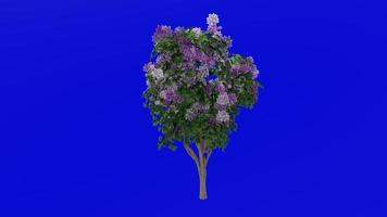 Flower Tree Animation - Bougainvillea Pink - Green Screen Chroma key - Medium 1b video