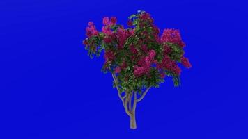 bloem boom animatie - bougainvillea rood - groen scherm chroma sleutel - medium 1c video