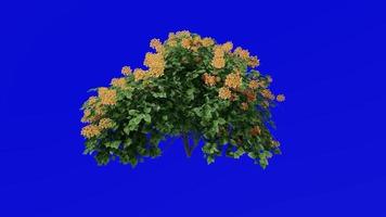 Blume Baum Animation - - Bougainvillea Orange - - Grün Bildschirm Chroma Schlüssel - - klein 1b video