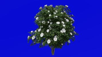 Tree Animation - japanese camellia - common camellia - camellia japonica - green screen chroma key - white camellia - medium 1a video