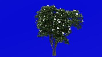 Tree Animation - japanese camellia - common camellia - camellia japonica - green screen chroma key - white camellia - big 1c video