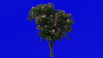 Tree Animation - japanese camellia - common camellia - camellia japonica - green screen chroma key - pink camellia - Big 1b video