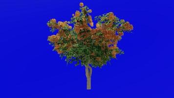 Flower Tree Animation - Bougainvillea Orange - Green Screen Chroma key - Large 1b video