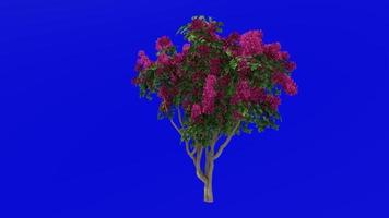 Flower Tree Animation - Bougainvillea Red - Green Screen Chroma key - Medium 1b video