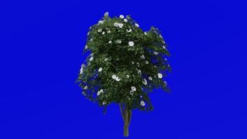 Tree Animation - japanese camellia - common camellia - camellia japonica - green screen chroma key - white camellia - small 1b video