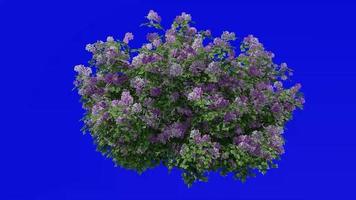 Flower Tree Animation - Bougainvillea Pink - Green Screen Chroma key - Large 1a video