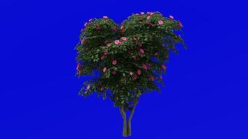 Tree Animation - japanese camellia - common camellia - camellia japonica - green screen chroma key - pink camellia - Big 1c video