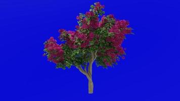 bloem boom animatie - bougainvillea rood - groen scherm chroma sleutel - groot 1a video