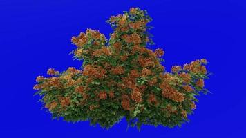 flor árvore animação - buganvílias laranja - verde tela croma chave - xl 1a video