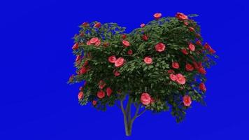 boom animatie - Japans camelia - gemeenschappelijk camelia - camelia japonica - groen scherm chroma sleutel - rood camelia - medium 1c video