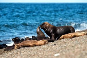 male sea lion on the beach kissing a female photo