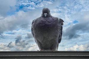 Pigeon in cinque terre liguria photo