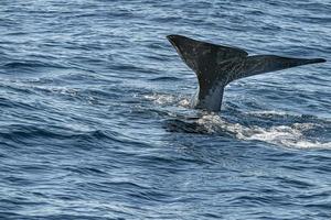 Sperm Whale tail while going down at sunset photo