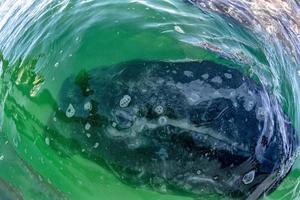 baby grey whale nose at sunset in pacific ocean photo