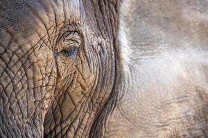 elephant eye close up in kruger park south africa photo