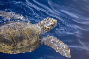 caretta turtle near sea surface for breathing photo