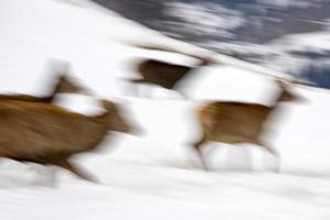 move painting effect in camera of Deer on the snow background in winter photo