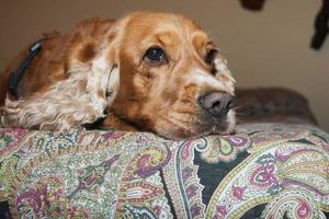 Inglés cocker spaniel perro relajante en el cama foto