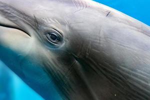 dolphin smiling eye close up portrait detail photo