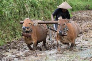 man while plowing rice field in bali with cow plough photo