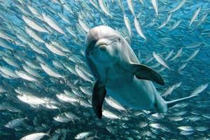 dolphin underwater on reef close up look photo