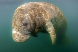 florida manatee close up portrait in crystal river photo