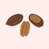 Pecan vector illustration for graphic design and decorative element