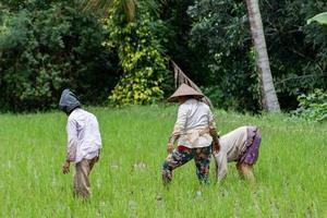 people while growing and farming rice field in bali photo