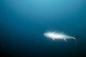 Yelllowfin tuna underwater with sharks in maldives photo