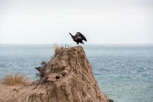 buzzard vulture on sand photo