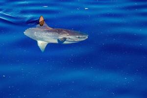 Sunfish underwater while eating jellyfish photo