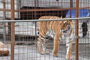 tigre enjaulado de circo foto