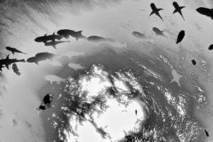 Peces caranx de atún jurel gigante aislado en negro foto