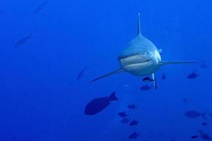 maldives Grey shark ready to attack underwater photo