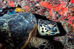 turtle sleeping on the reef photo