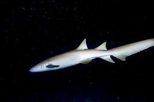 Nurse Shark close up on black at night photo