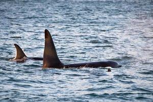 Orca killer whale inside Genoa Habor in mediterranean sea photo