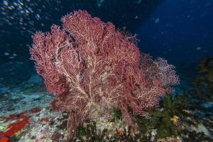 gran gorgonia buceo indonesia foto