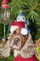A santa dressed puppy dog christmas xmas photo