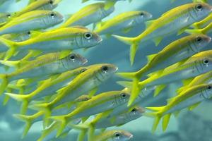 Red Sea yellow school of Fish close up portrait photo