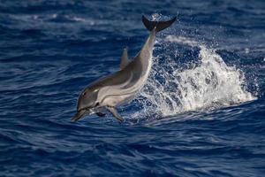 delfín rayado mientras salta en el mar azul profundo foto