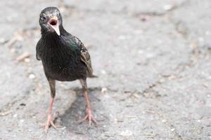 pájaros peleando por comida cerrar detalle foto