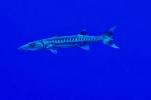 Red Sea Barracuda close up portrait photo