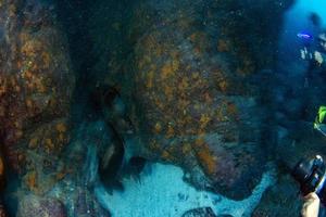 move effect sea lion seal underwater while diving galapagos photo
