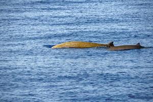 madre y bebé ternero cuvier ganso ballena picuda delfín ziphius cavirostris foto